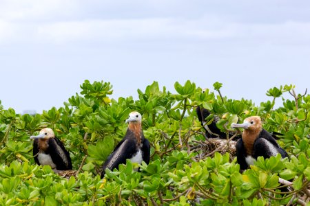 Several juvenile great frigatebirds (Fregata minor) perched in a beach naupaka (Scaevola taccada) bush