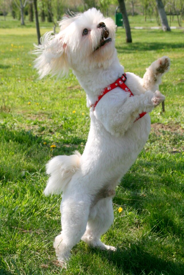 Pet play dance