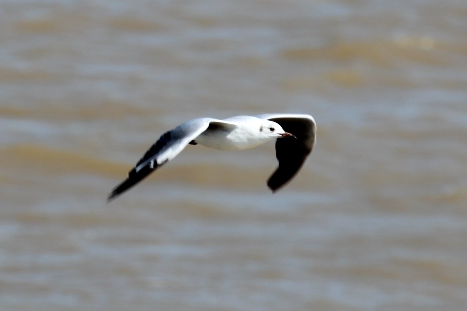 Larus cirrocephalus 2