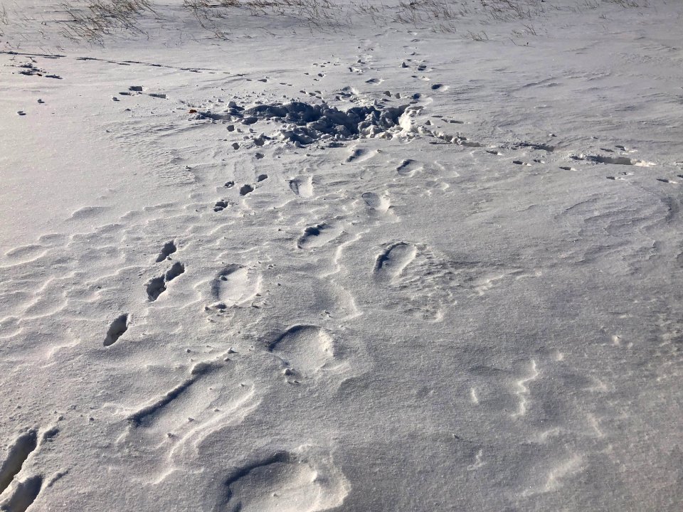 2021/365/28 Where Coyotes Sleep