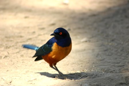 Lamprotornis hildebrandti 3 photo