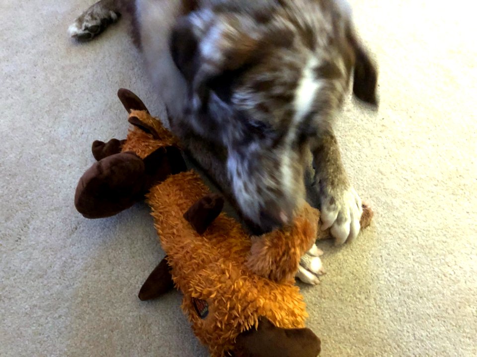 The Plush Toy Destuction