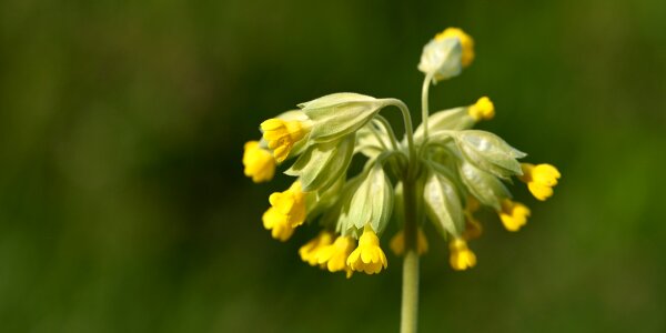 Flower spring yellow
