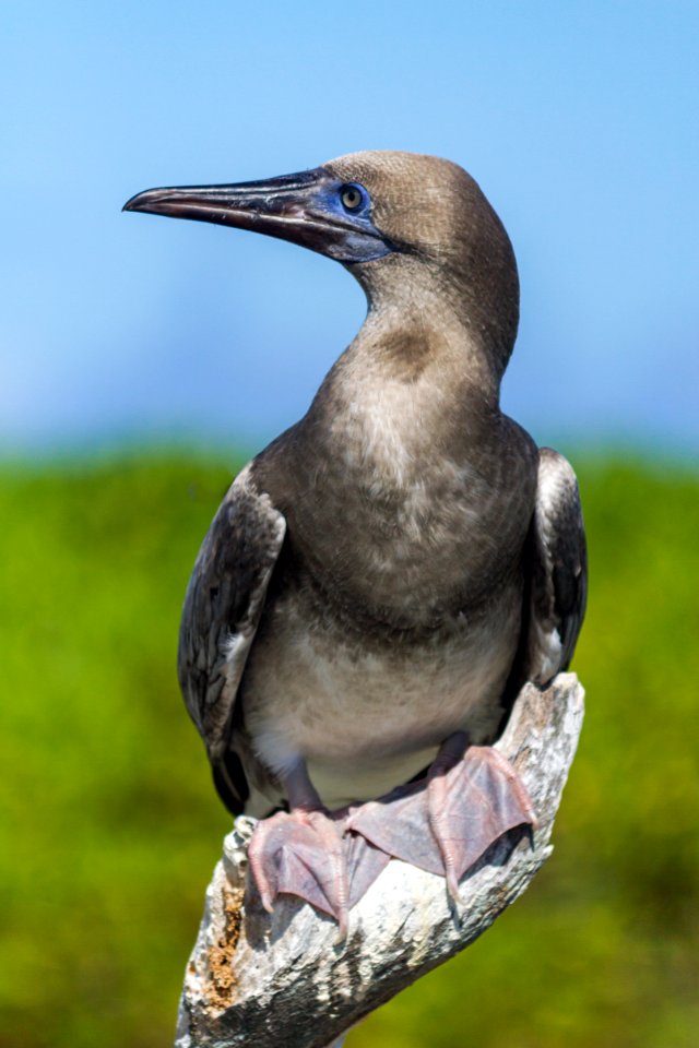 Portrait of a juvenile red-footed booby (Sula sula)