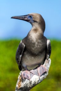 Portrait of a juvenile red-footed booby (Sula sula) photo