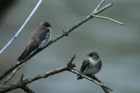 Northern Rough-winged Swallows