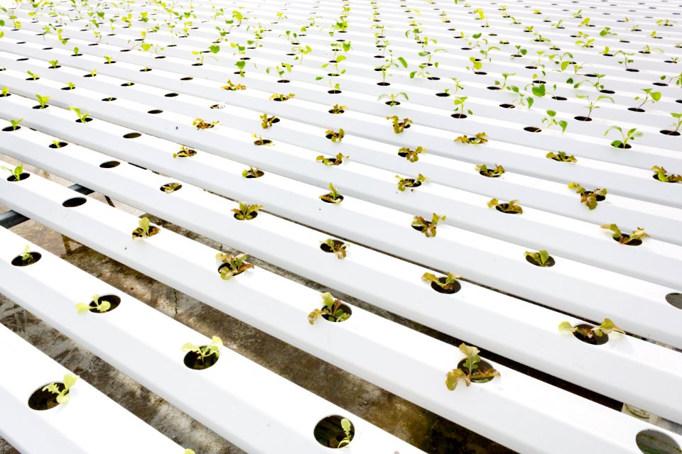 Food plants grows in Midway's mydroponic garden