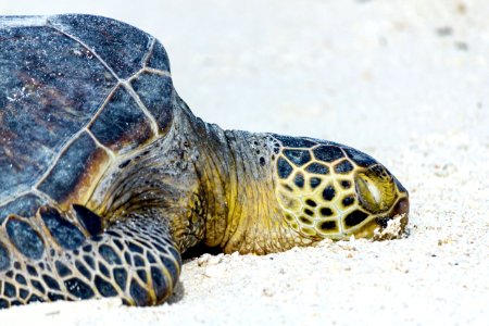 A green sea turtle (Chelonia mydas) rests on the appropriately named Turtle Beach