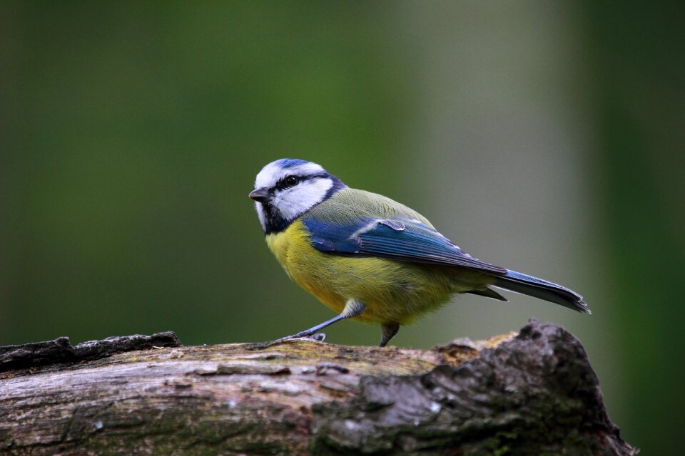 Nature cute animals wildlife