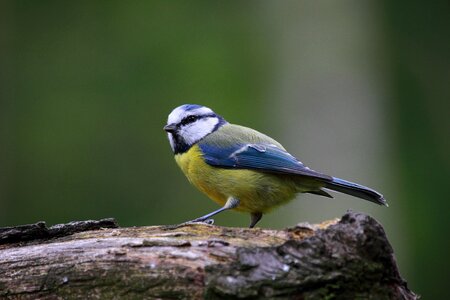 Nature cute animals wildlife