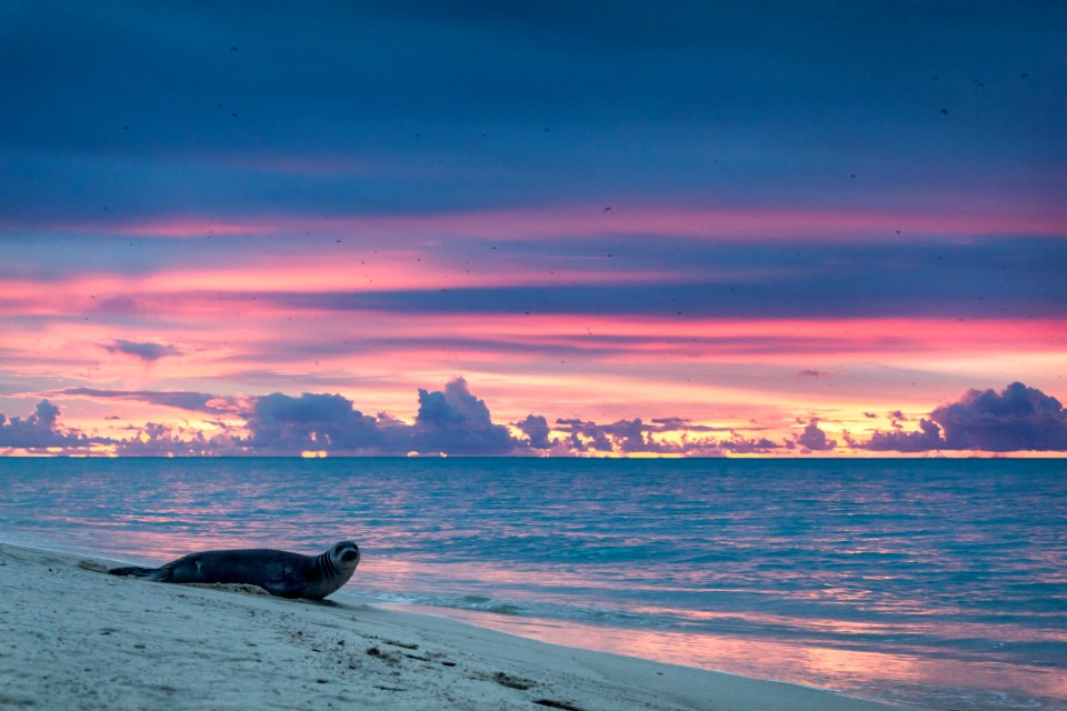 A Hawaiian monk seal (Neomonachus schauinslandi) on North Beach at sunset. Photo taken from a distance of at least 50 feet.