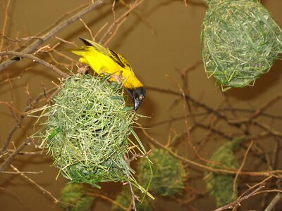 Bird's nest bird builds nest zoo photo