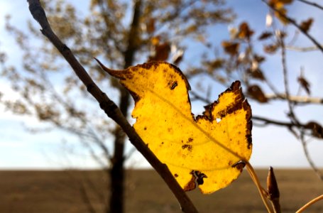 Poplar Notch