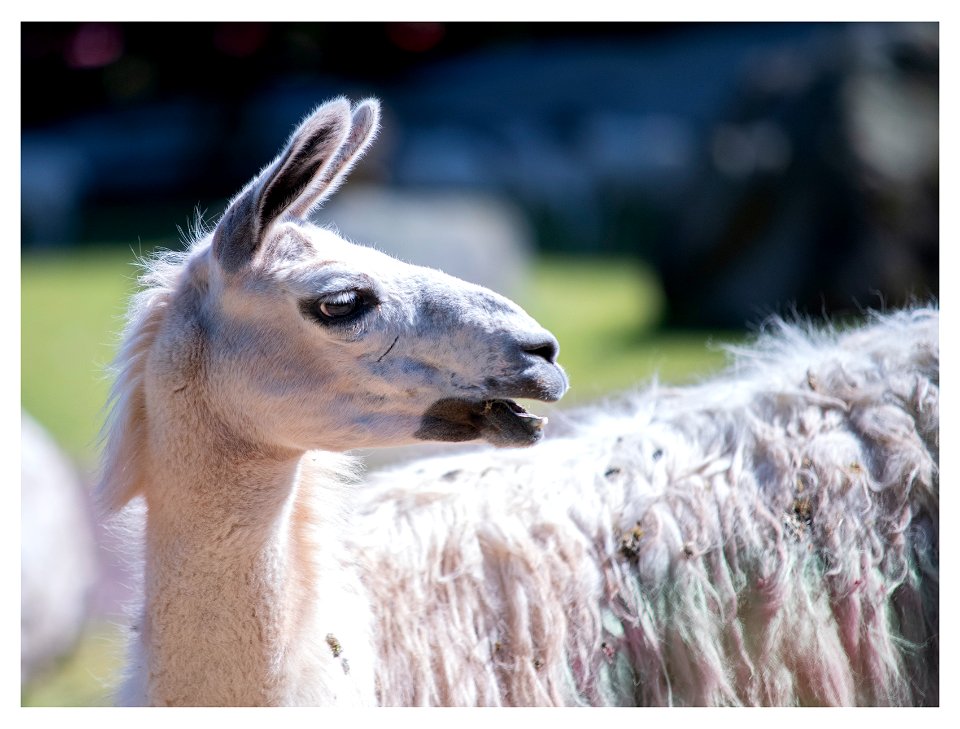 Llama