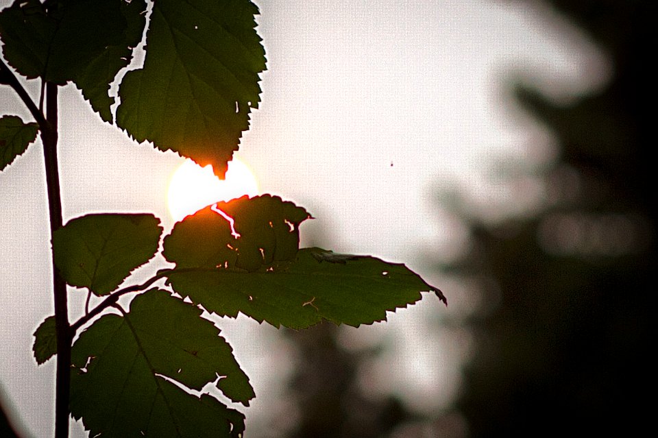 Hazy Sun