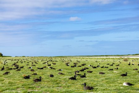 A nesting area near the runway with a particularly high concentration of black-footed albatrosses (Phoebastria nigripes) photo