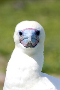 Close up of an adult red-footed booby (Sula sula)