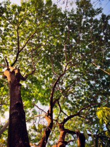 Canopy photography