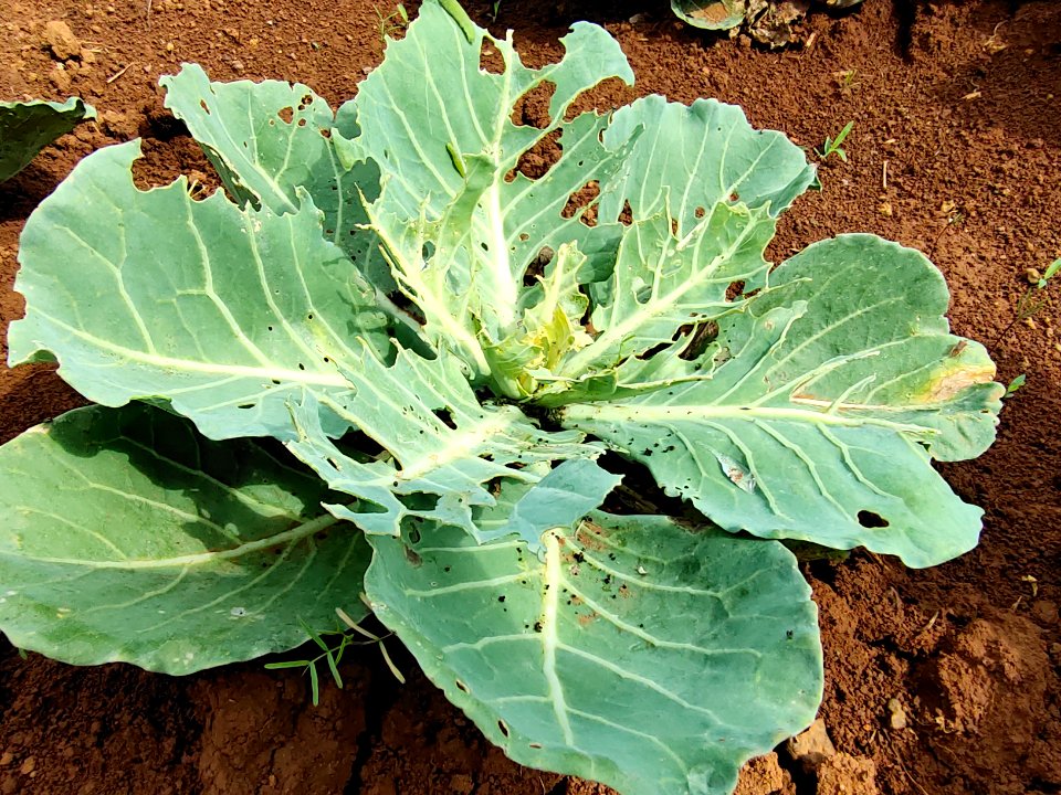 Diamondback moth larvae in cabbage.