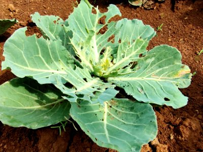 Diamondback moth larvae in cabbage.