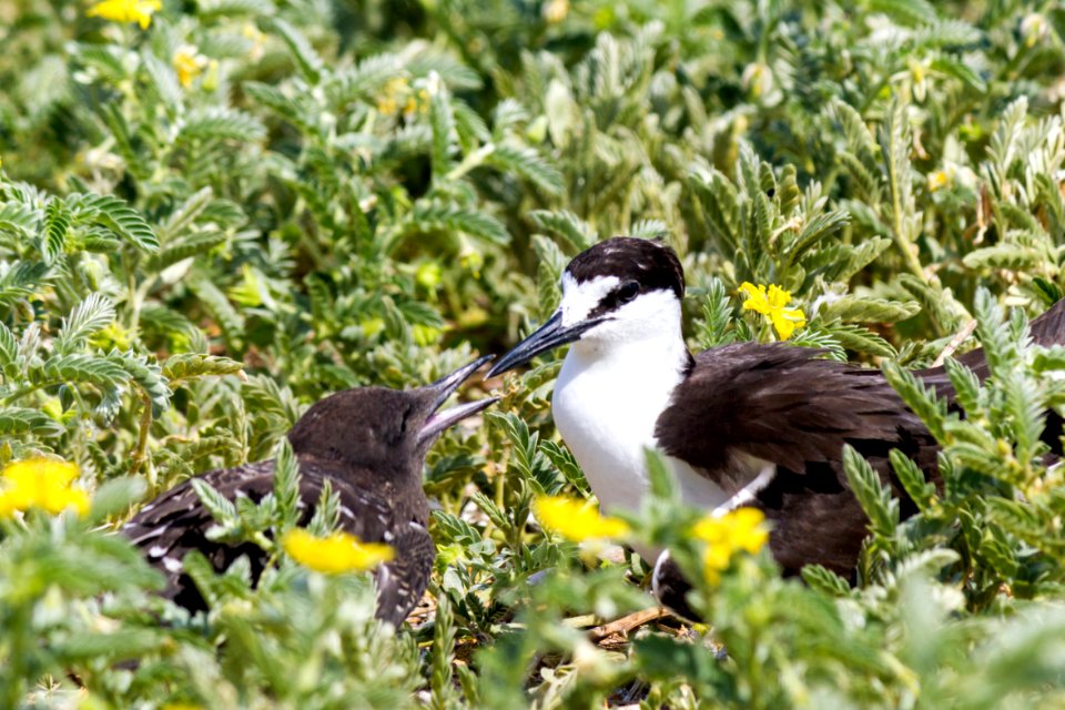 A sooty tern (Onychoprion fuscatus) chick begs for food