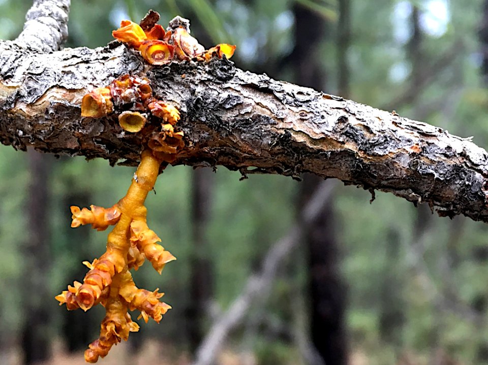 Branching Out