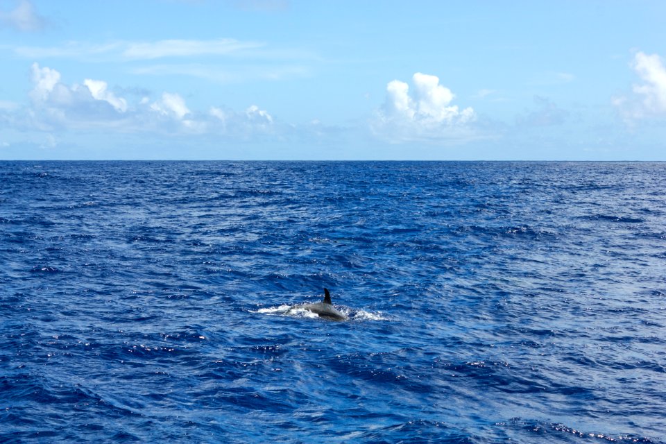 A spinner dolphin (Stenella longirostris) breaches in Midway's lagoon