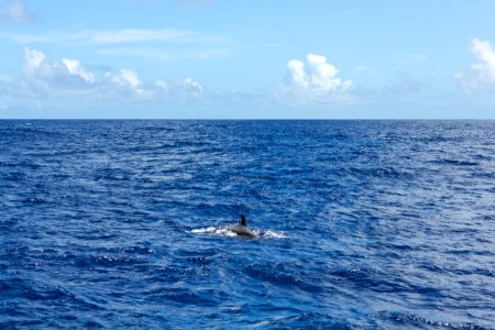 A spinner dolphin (Stenella longirostris) breaches in Midway's lagoon