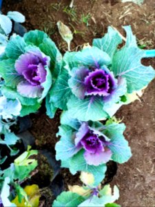 Cabbage Flowers photo