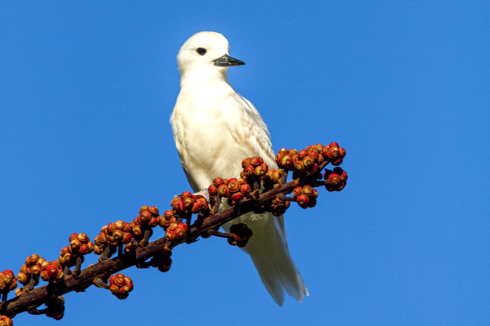 White tern (Gygis alba)