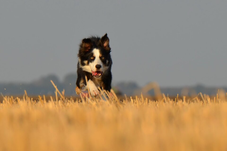 Running dog field summer photo