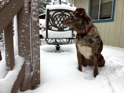 Snow Inspector
