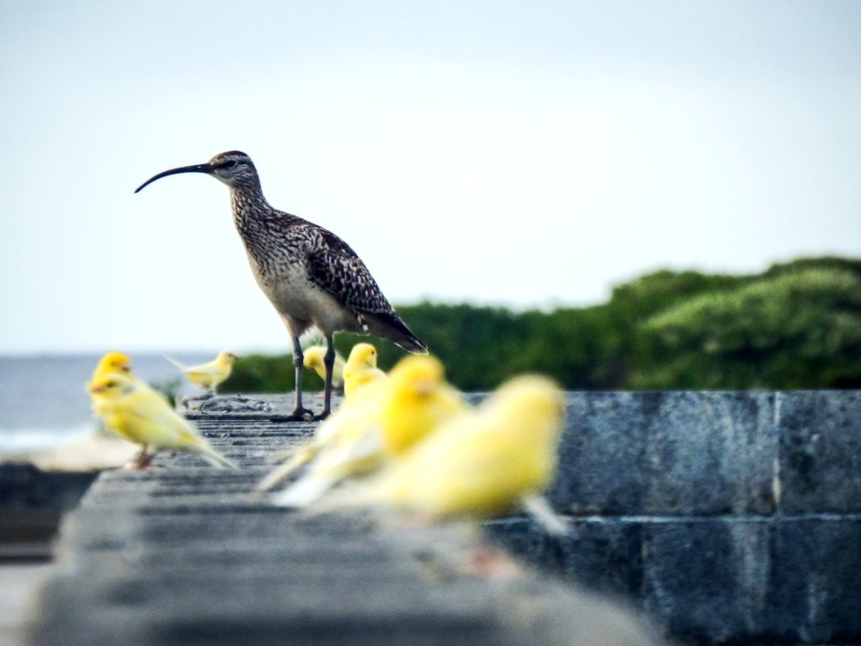 A bristle-thighed curlew (Numenius tahitiensis) surrounded by Atlantic canaries (Serinus canaria). Midway is home to the only self-sustaining population of yellow canaries outside of the Canary Islands.