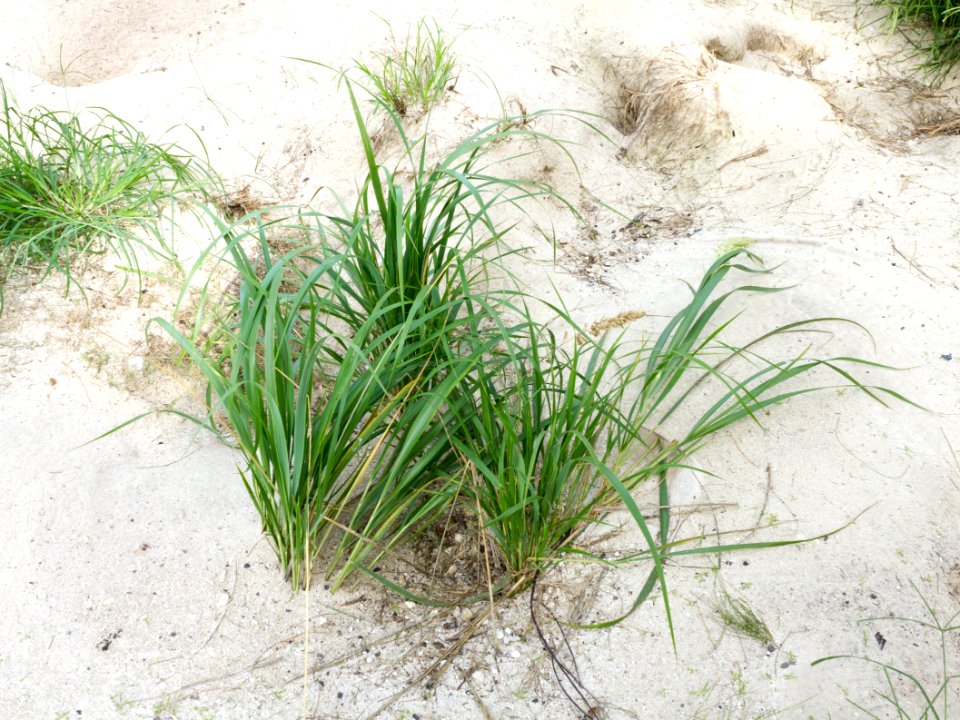 A cluster of bunchgrass (Eragrostis variabilis) I planted