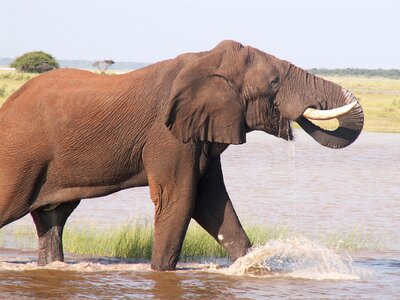 Elephant etosha national park photo