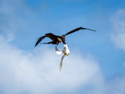 A great frigatebird (Fregata minor) attacks a red-tailed tropicbird (Phaethon rubricauda) mid-flight in an attempt to steal its food