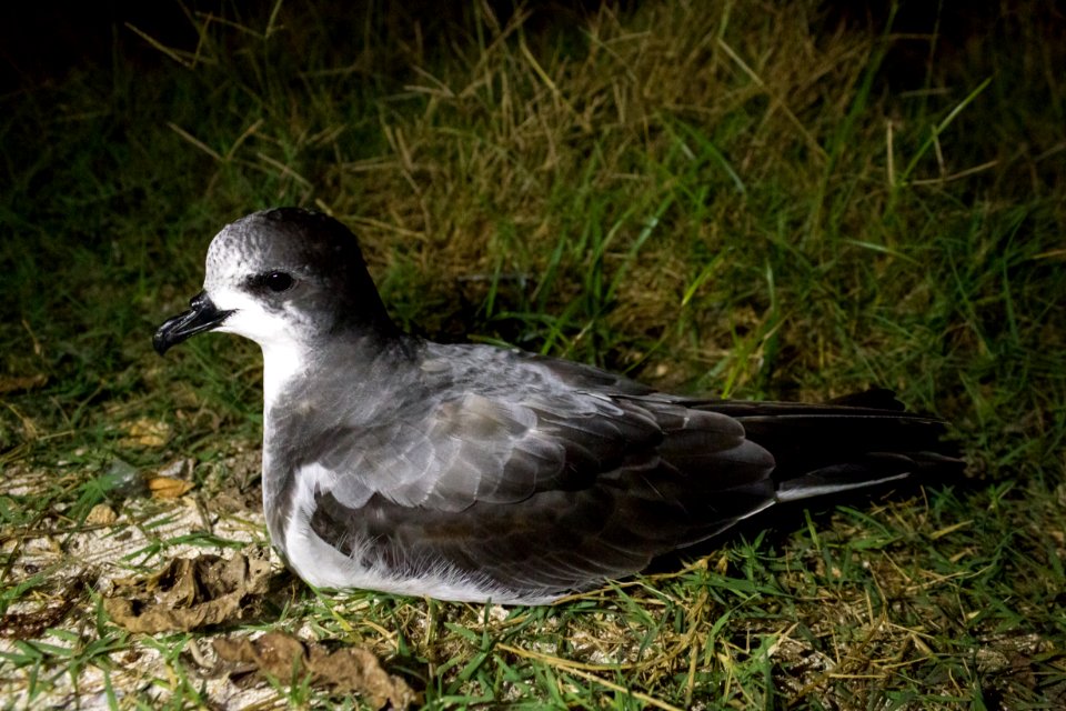 A Bonin petrel (Pterodroma hypoleuca) sits in the yard of the Volunteer House