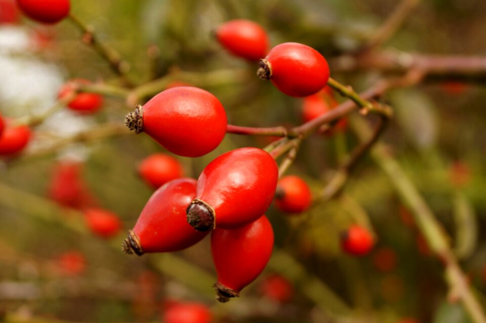 Red autumn nature