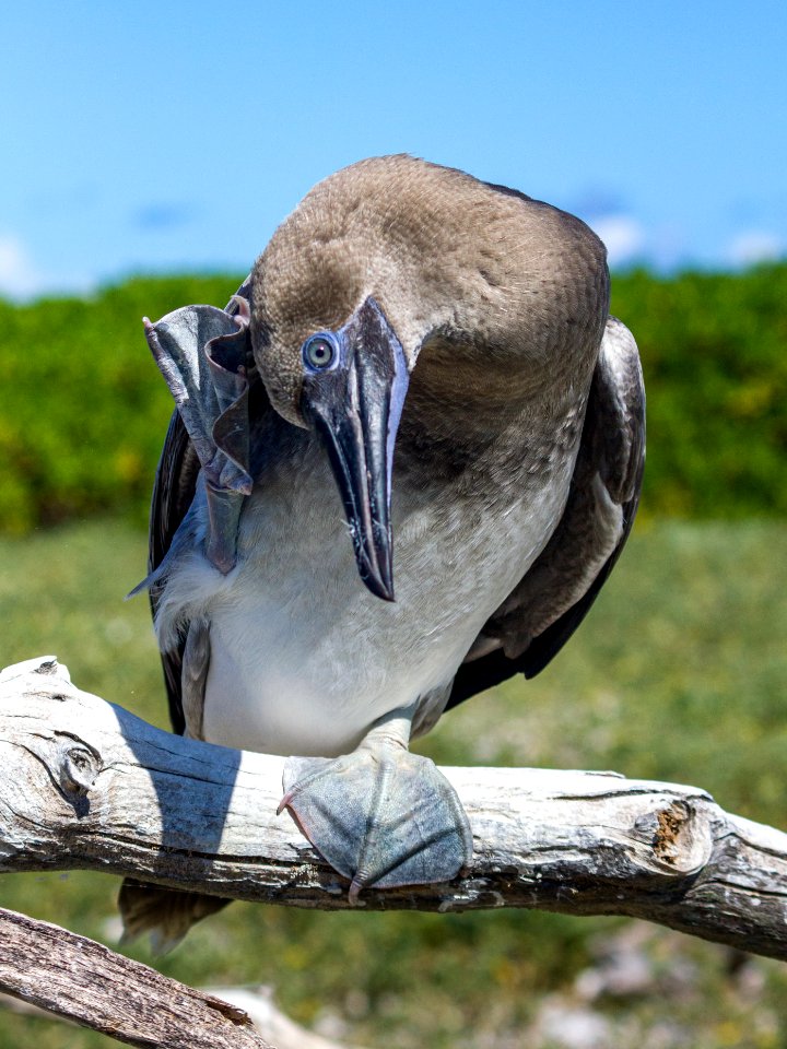 A juvenile red-footed booby (Sula sula) scratches its head wth its foot
