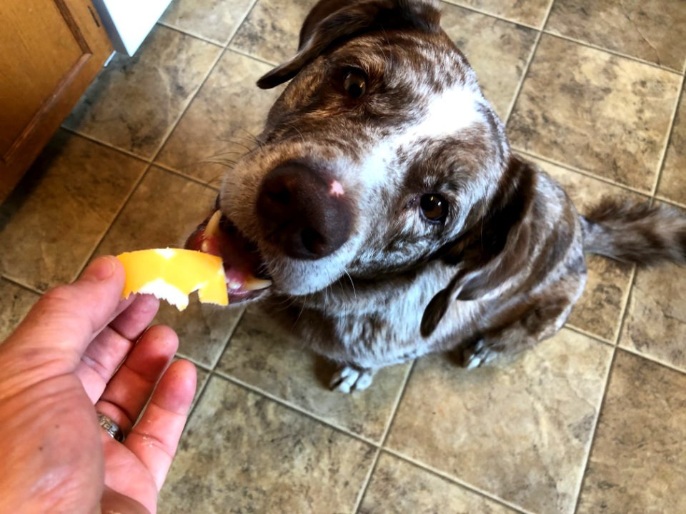 I HAVE ACCESS TO CHEESE