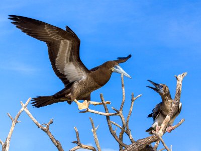 A juvenile red-footed booby (Sula sula) snaps at a juvenile brown booby (Sula leucogaster) landing on its perch photo