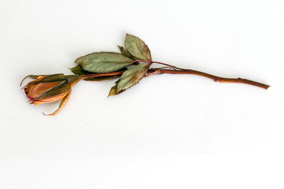 Rose trockenblume dried