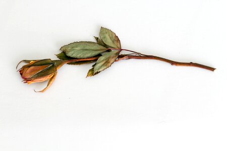 Rose trockenblume dried