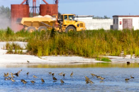 A flock of Pacific golden plovers (Pluvialis fulva) bathes in Catchment as sand contaminated by lead paint is taken to the abatement area