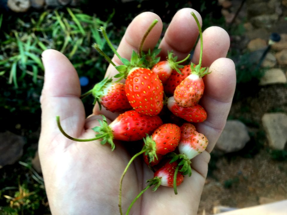 Strong Handful of Strawberries Today