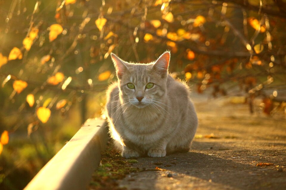 Evening light kitten fall color