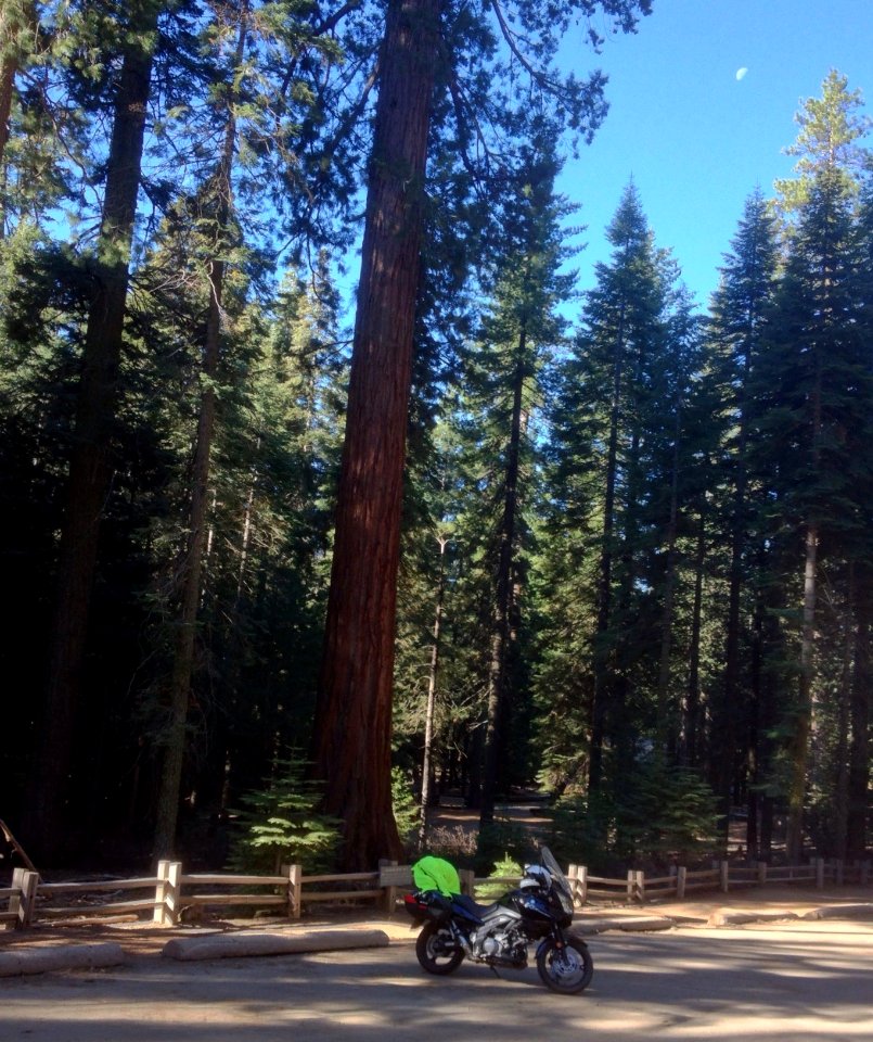 Yosemite’s Mariposa Grove