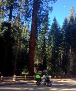 Yosemite’s Mariposa Grove