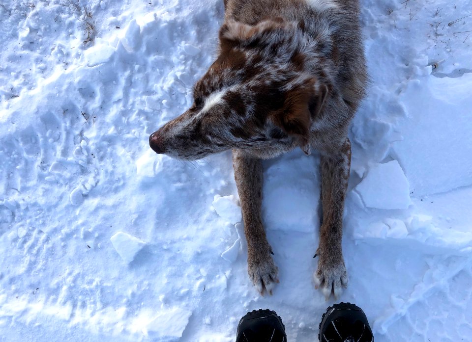 2020/366/20 Paw to Toe