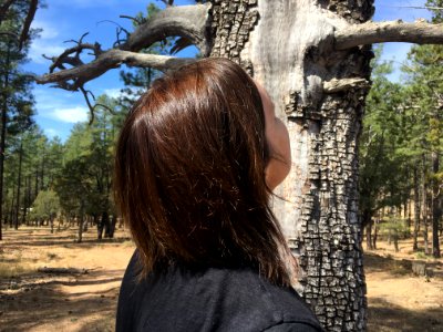 Now *That's* a Big Juniper